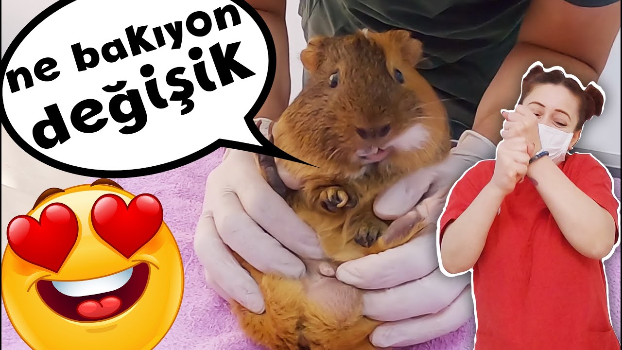 ÖDLEK TOSBAA GİNEPİG 😆 Ceviz GELDİ (Sıkıştırmaya Kıyamadık) 😍 ginepig