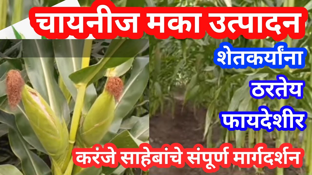मका उत्पादनात चायनीज तंत्रज्ञान वापरून भरघोस उत्पन्न... तज्ञांचे मार्गदर्शन शेतकर्यांना  फायदेशीर