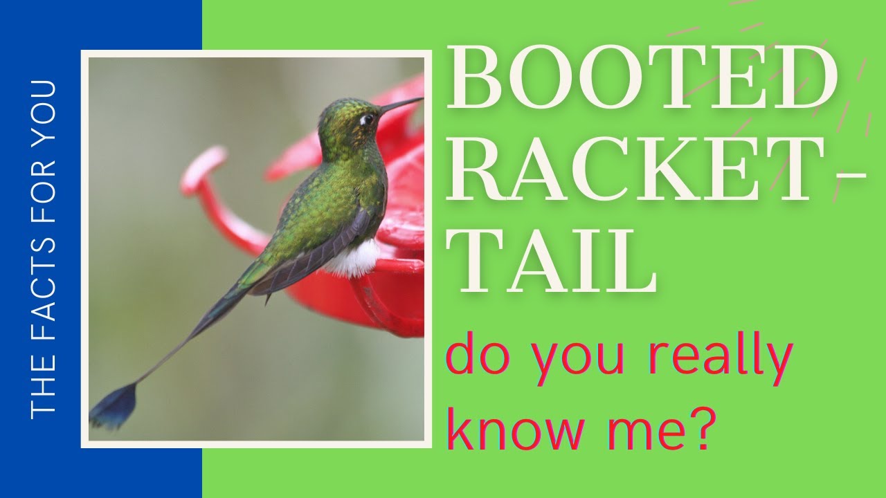 Booted Racket-tail facts 🦜 small group of hummingbirds in the genus Ocreatus