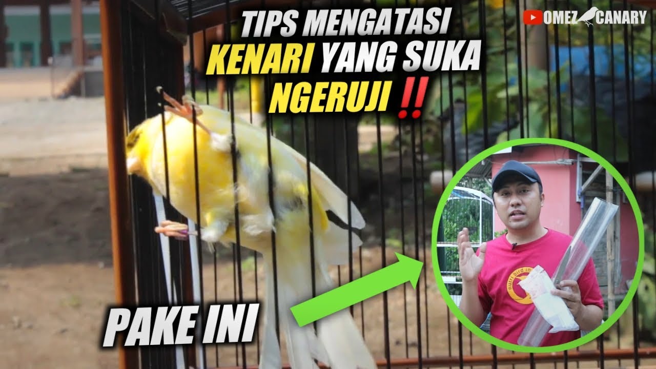 TUTORIAL BIKIN KENARI TAKUT RUJI | WAJIB DICOBA BIAR KENARI GAK NAKAL