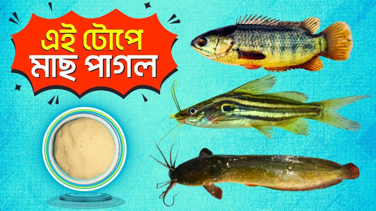 🔥 ১০০% নিশ্চিত শিকার! কৈ, শিং, টেংড়া শিকারের গোপন কৌশল ফাঁস!  Secret Bait That Works Everywhere 🎣