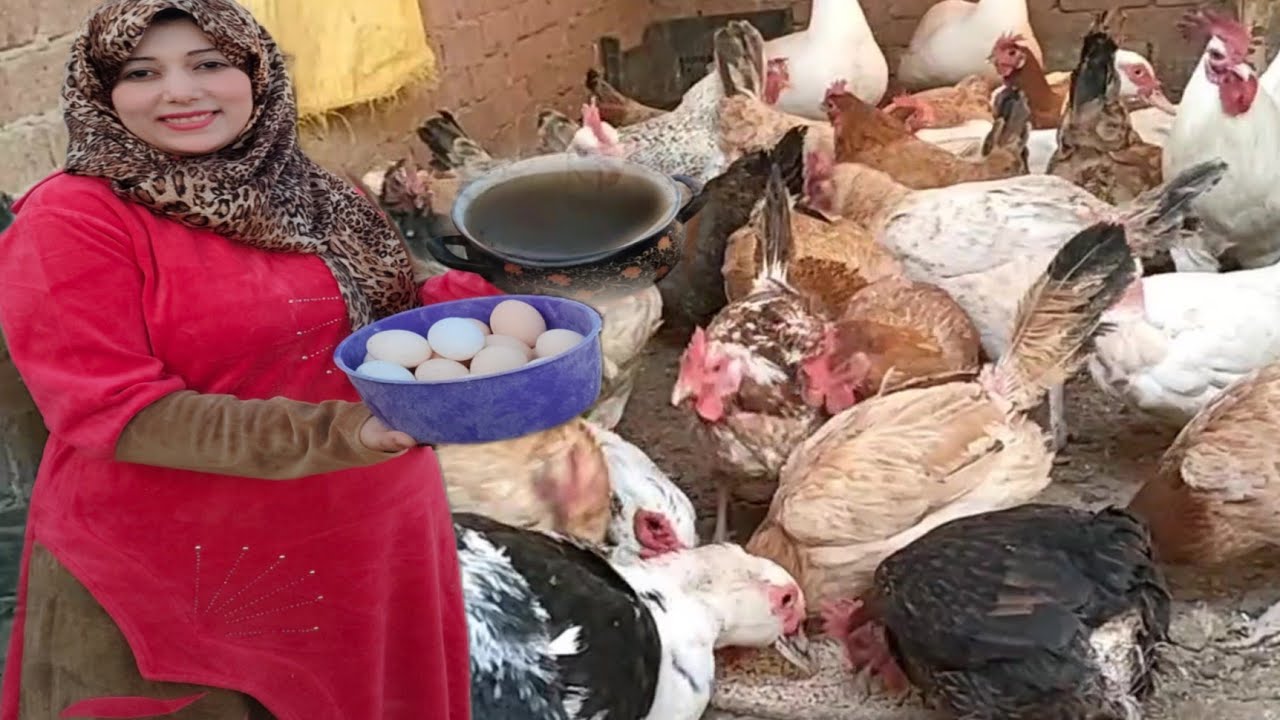 مشروب قوى لزيادة إنتاج البيض والقضاء على الإسهال والكششان والديدان وقاهر الكوكسيديا 