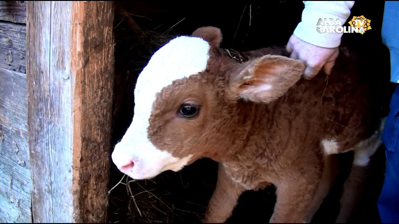 Asta - i viața de la munte, de la Bistra