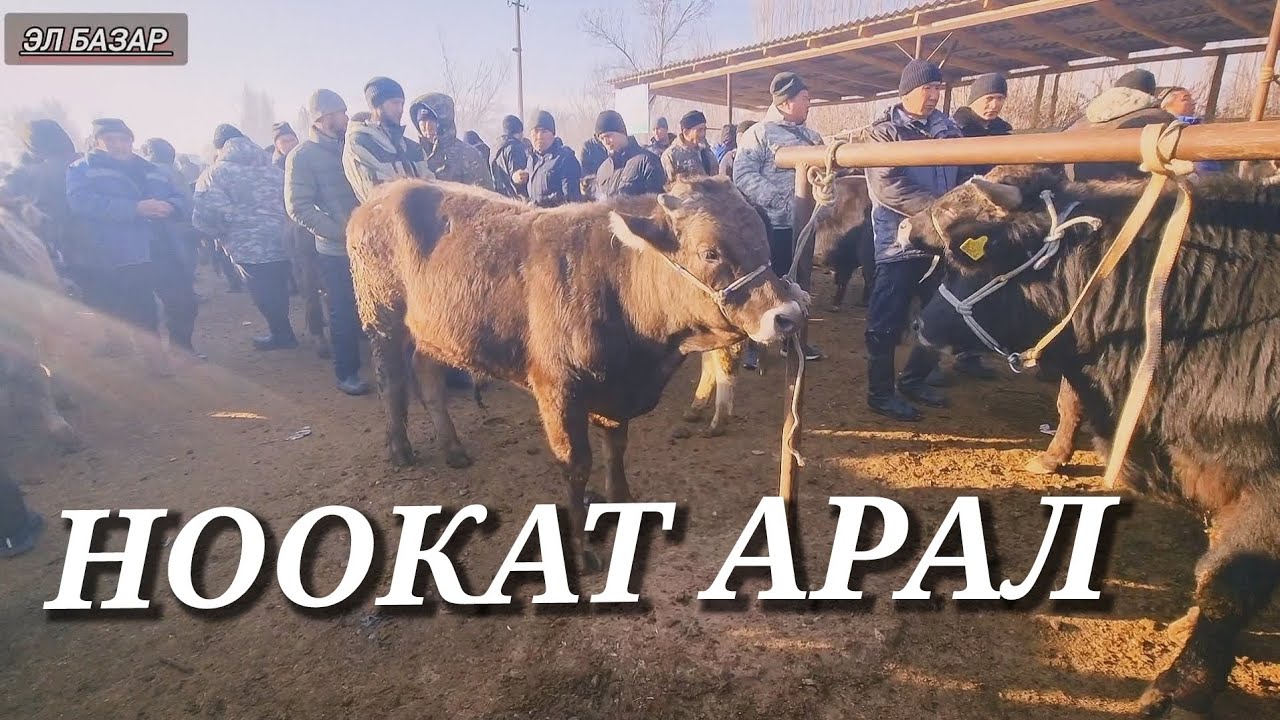 НООКАТ АРАЛ МАЛ БАЗАРЫ РЕАЛДУУ БААЛАР 