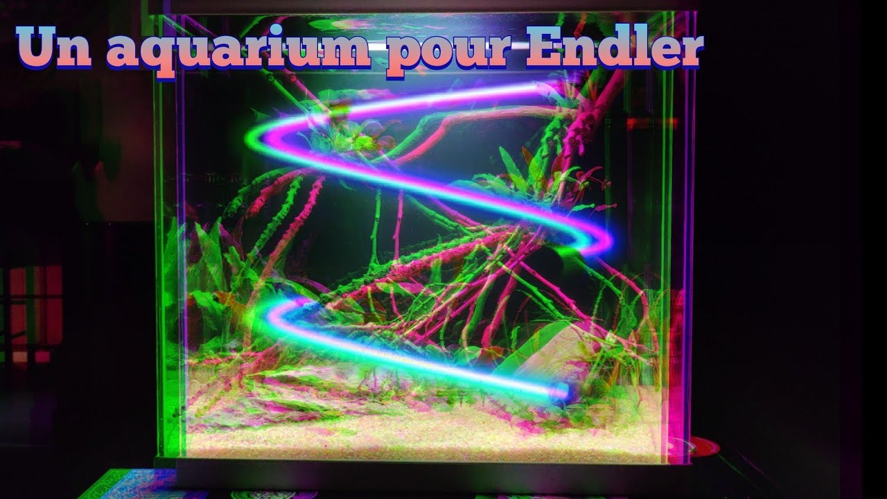Il est temps de refaire le bac des guppys endler !