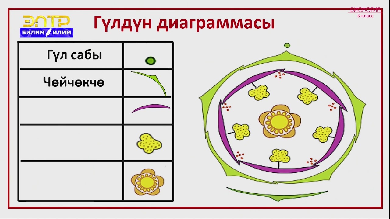 6-класс | Биология  | Жабык уруктуулар же гүлдүү өсүмдүктөр бөлүмү