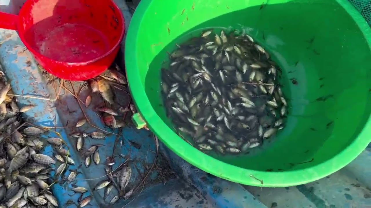 Mùng bốn mấy chị em kéo cá rô non