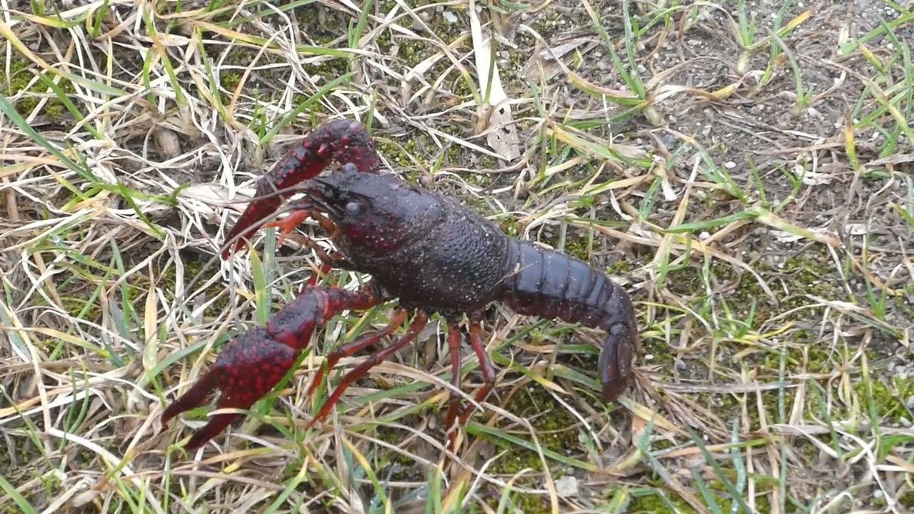 Red Swamp Crayfish / Rode Amerikaanse Rivierkreeft -- Westbroek (NL) -- 24-2-2026