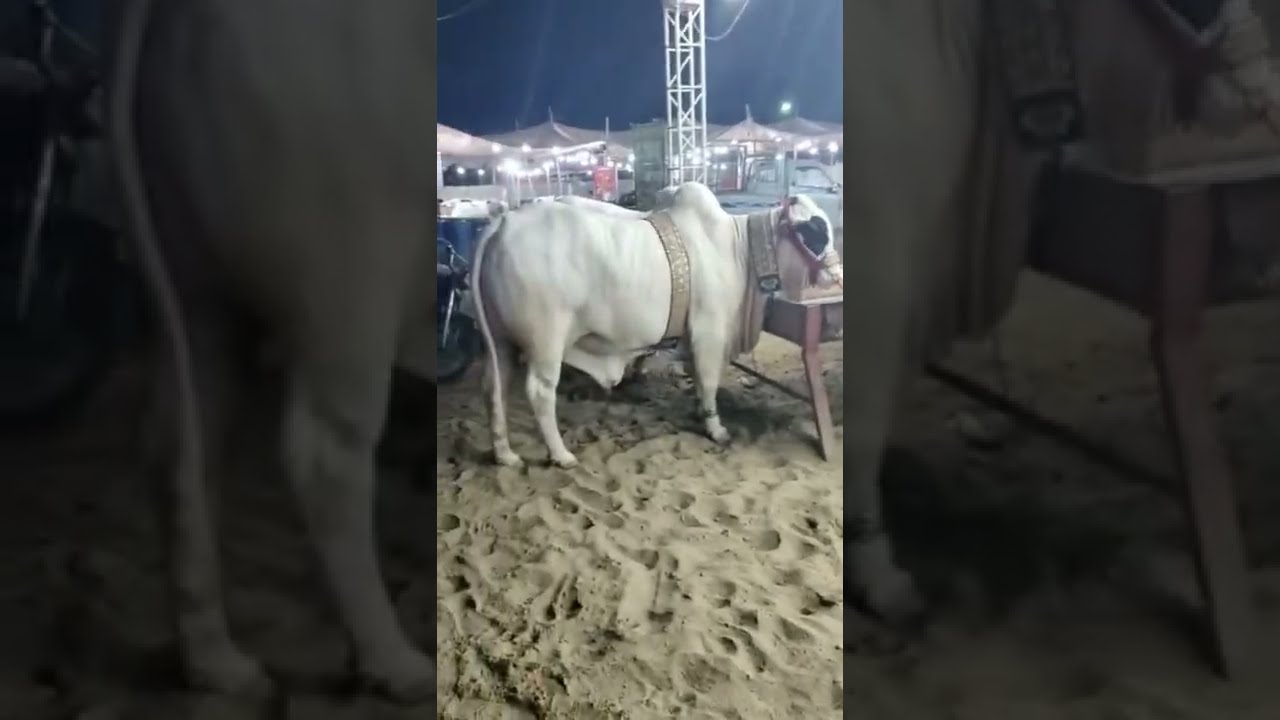 #night