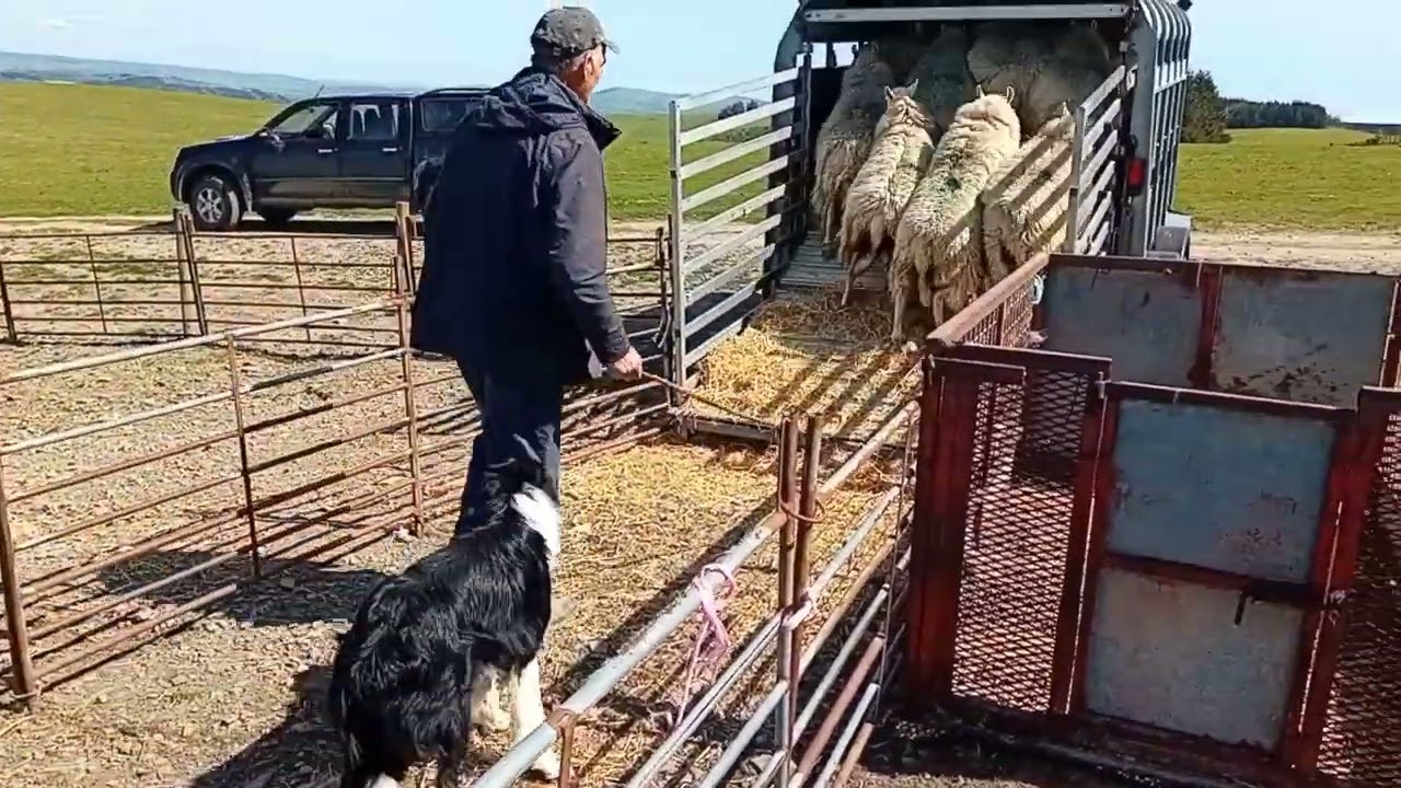 Lot 112: Ceri Vale Jed – 14.5.25  Farmers Marts Dolgellau Online Sheepdog Auction