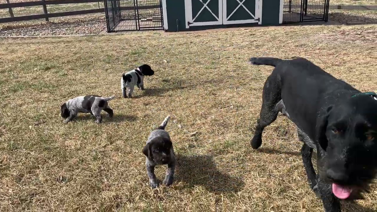 1st Time Outside for 4-Week Old 