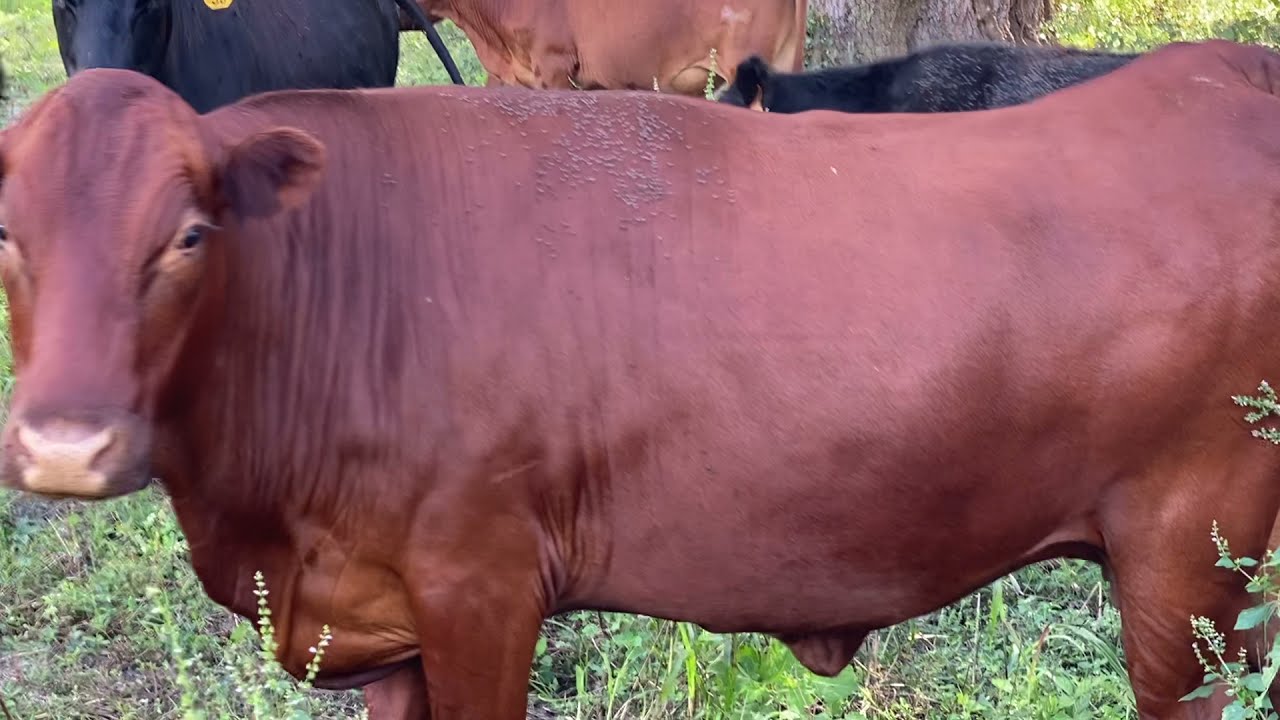 Cows fattening for slaughter with Total grazing and adapted genetics - Jaime Elizondo