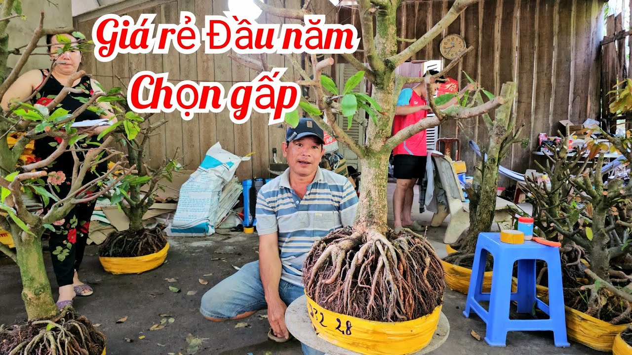 A. Minh 📲 0339417719 giảo Thủ Đức mai Tứ quý giá rẻ 18/2 mùng 2 Tết (@MaivàngQuêdừa)