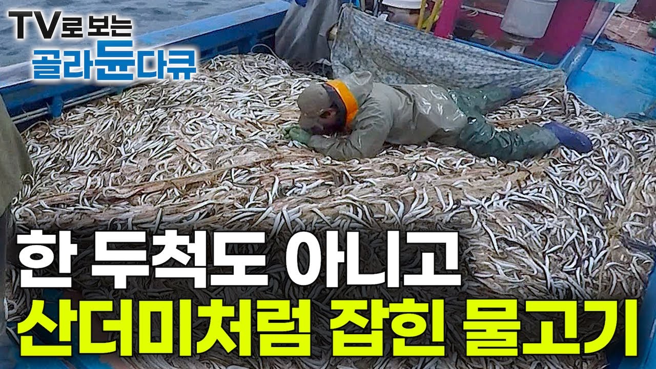 퍼다 날라야 할 수준으로 이상하리만큼 쏟아지는 풍어에 항구는 초비상 사태🚨｜그물 하나로 갑판 가득 산더미처럼 쌓인 물고기｜바다 어복 터진 날｜만선 양미리잡이｜극한직업｜#골라듄다큐