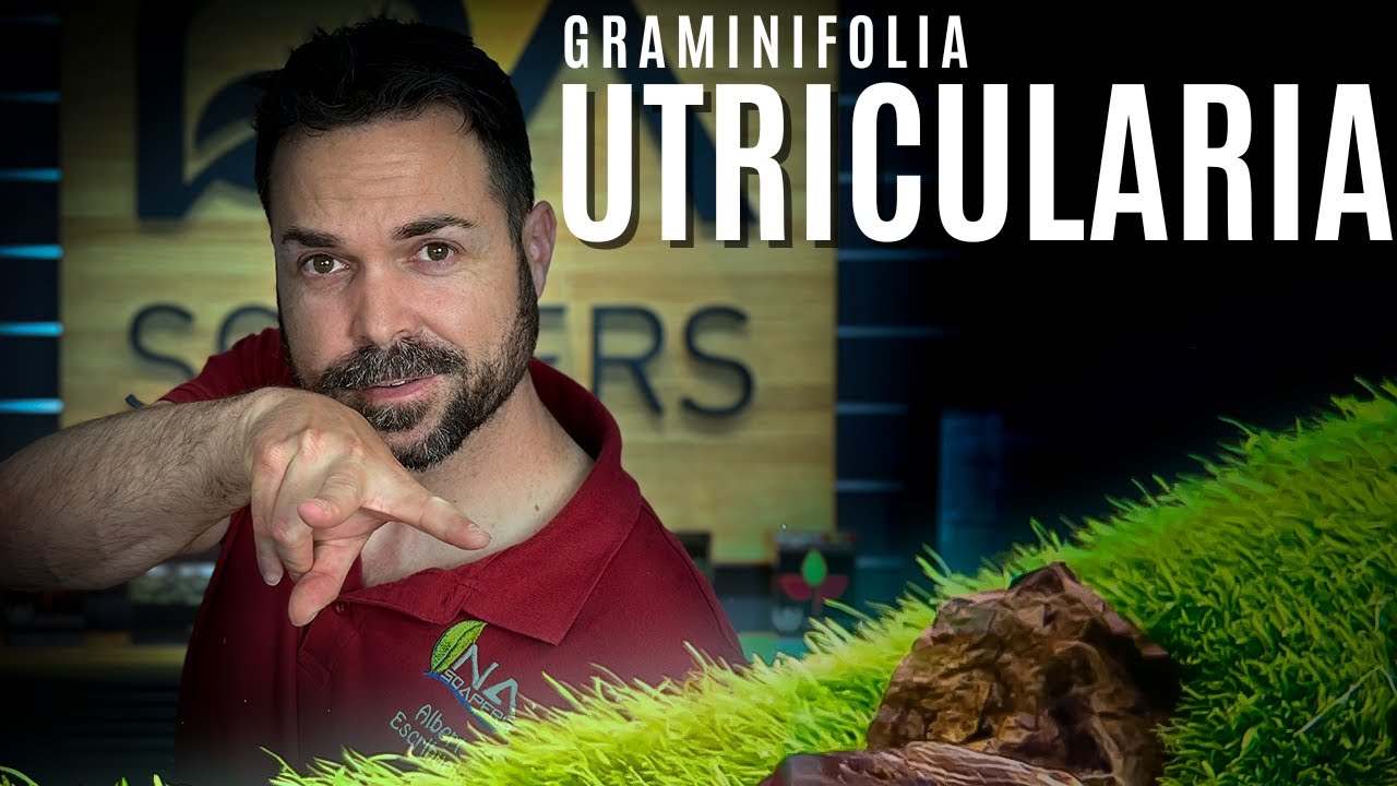 Planta por planta | UTRICULARIA graminifolia - todo un desafío para tu acuario plantado