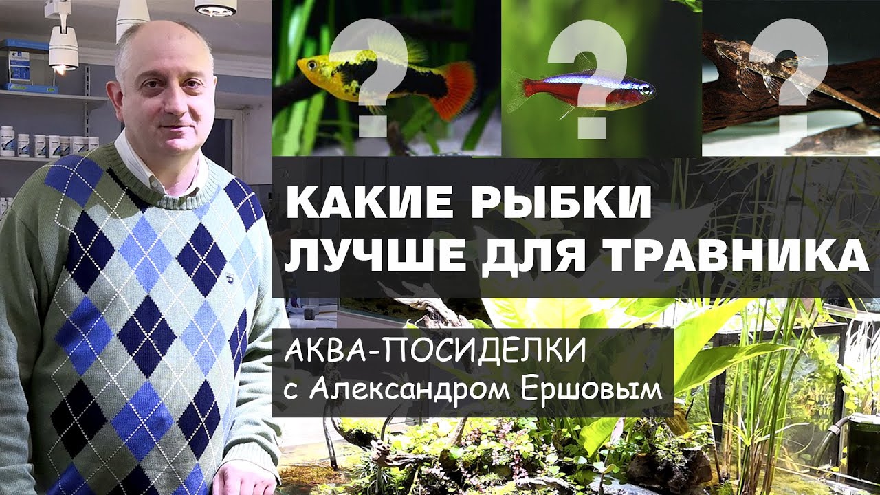 Какие рыбки лучше для аквариума травника.  Аква посиделки с А.  Ершовым.