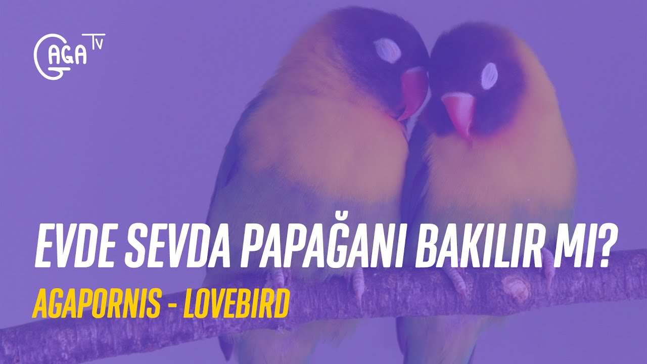 Evde Sevda Papağanı (Lovebird) Bakılır mı?