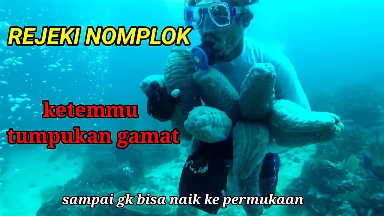 Lokasi spesial teripang gamat. Dan penyelam barbar