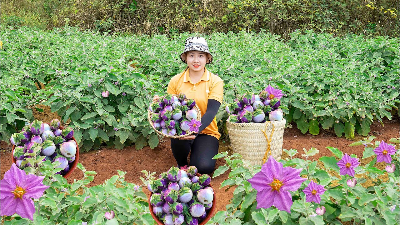 Harvesting Purple aubergine  to the Market to Sell  Build a vegetable garden fence ! Lucia's daily l
