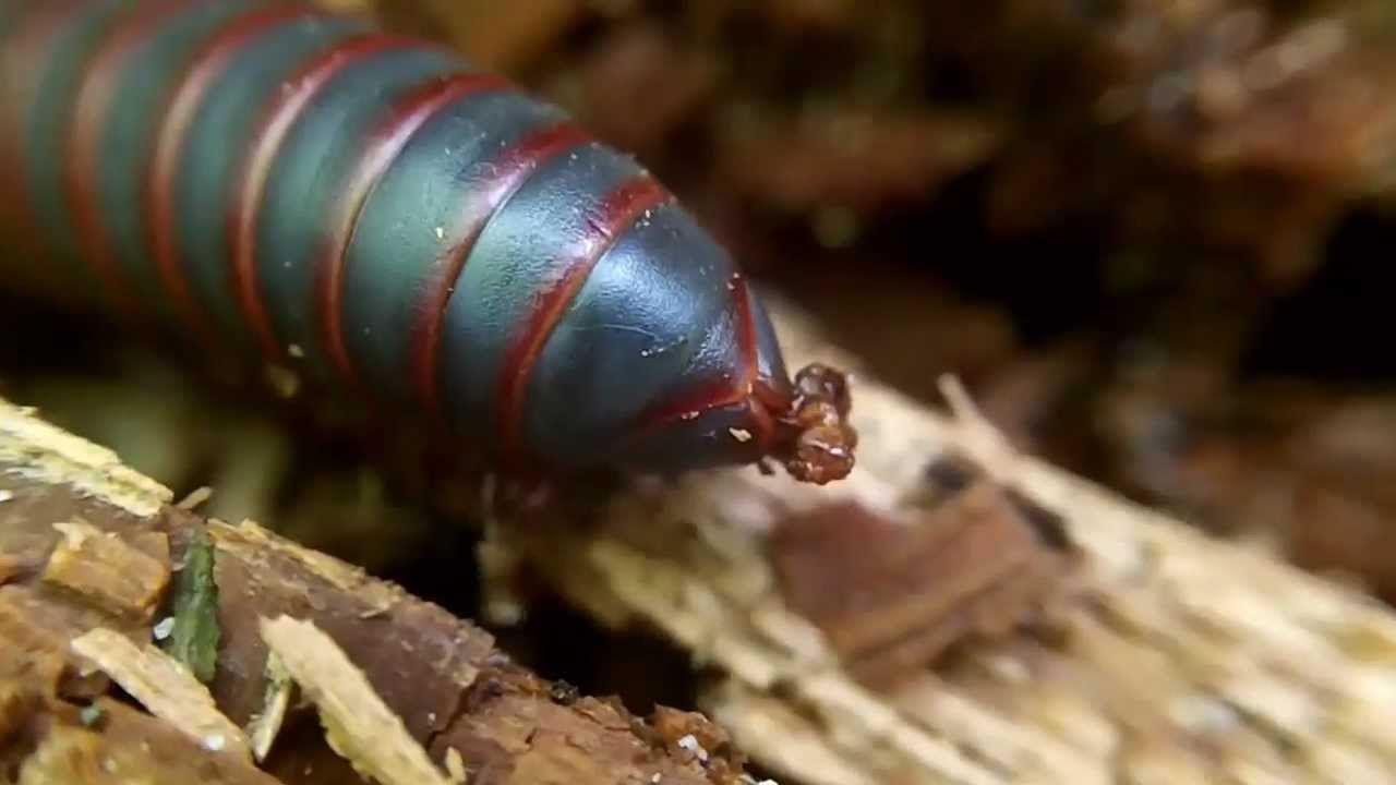 Millipede And Forest - HD