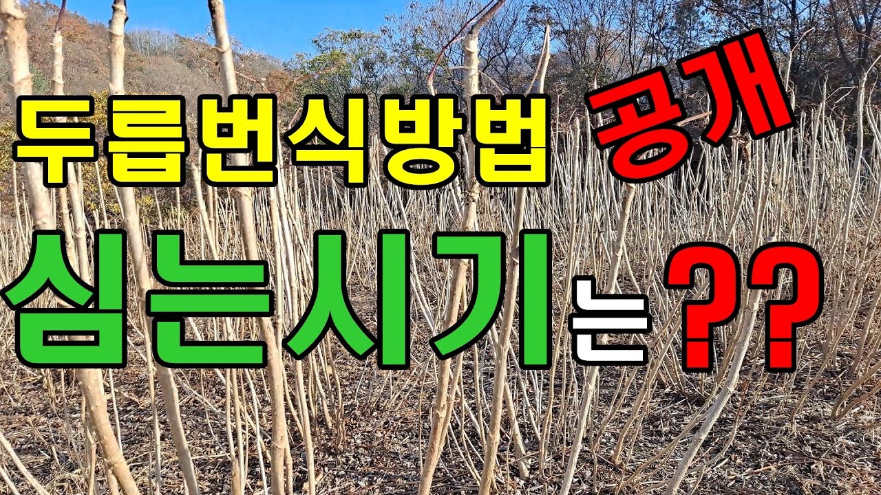 3월과 11월은 나무심기 좋아요. 두릅나무묘목 심는시기 그리고  두릅농사 와 두릅나무 번식방법