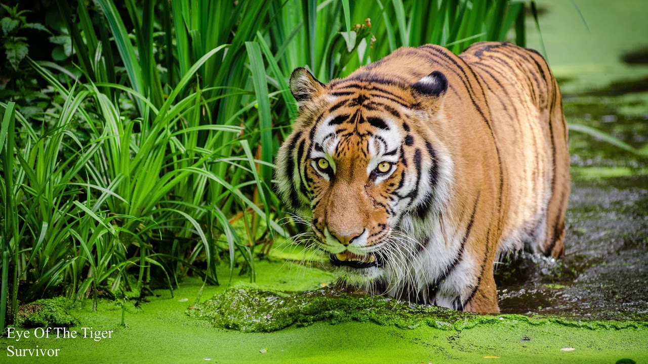 Survivor - Eye Of The Tiger | 8D AUDIO | 4K | USE HEADPHONES