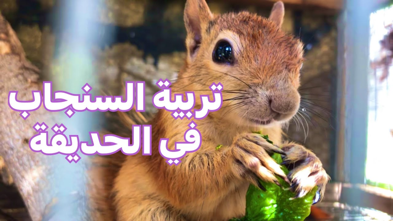 تربية السنجاب في محمية وحديقة للطيور والنباتات(136)