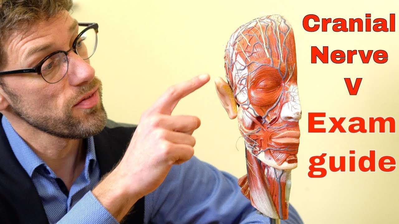 Cranial Nerve V: The Trigeminal Nerve – Your Ultimate Guide To Cranial Nerve Examination - Dr Gill