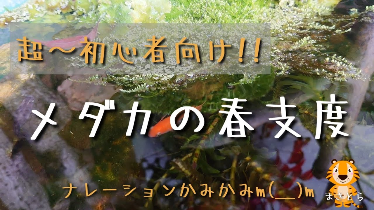メダカの春支度(超～初心者向け!!)メダカの産卵準備