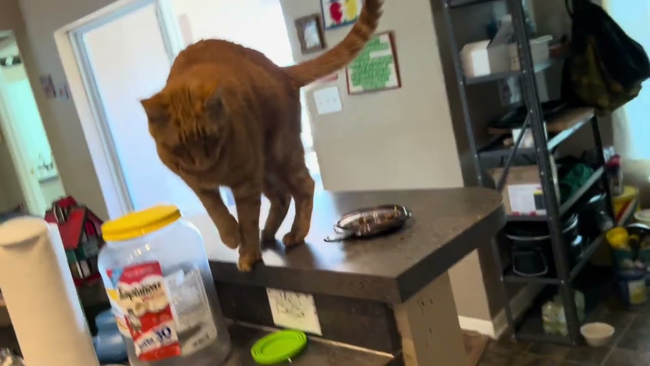 THEY NEVER SHOWED UP. 