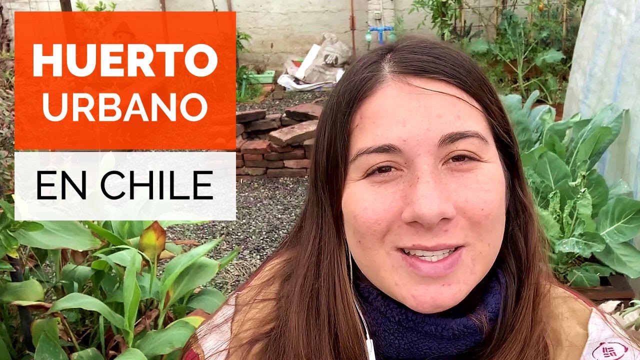 Conoce este HUERTO URBANO en CHILE! 🌱🥕🥬 Paseo por la huerta de Cosechandola #HuertoChileno