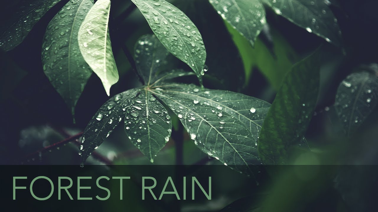 Light Forest Rain - 10 Hours - ASMR - Rain Pitter Patter On Leaves