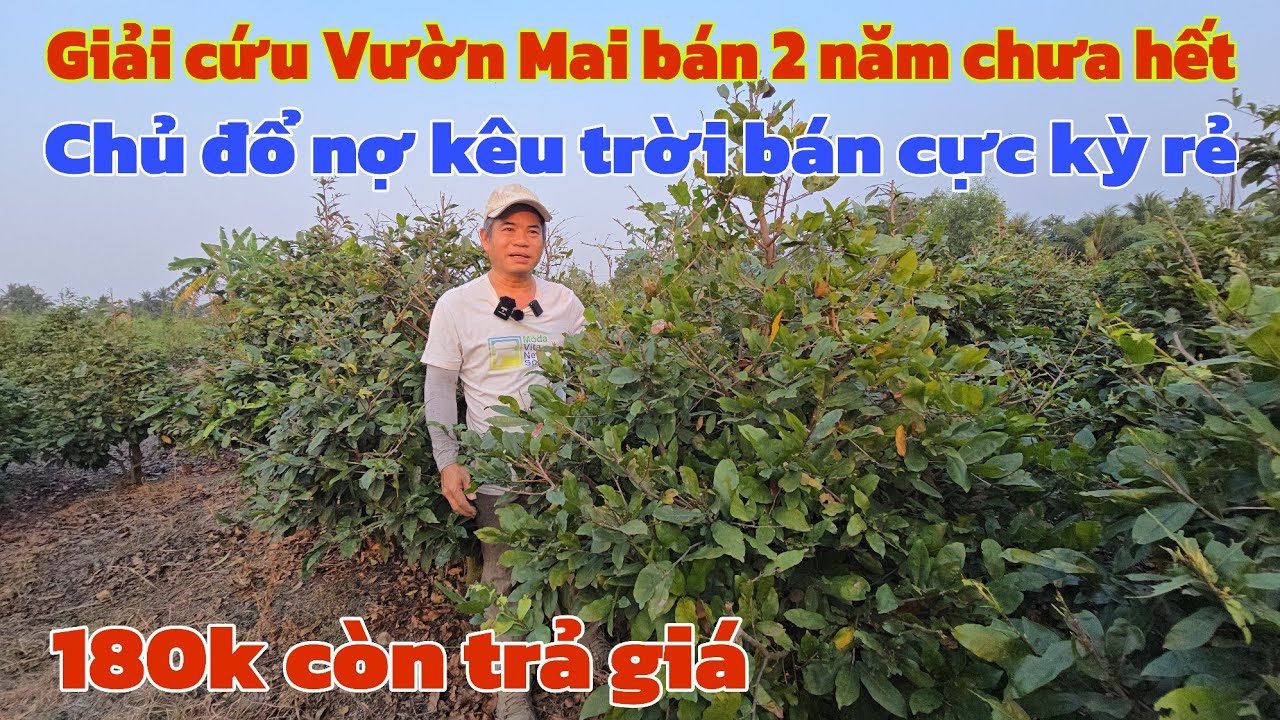 Giải cứu vườn Mai bán 2 năm chưa hết chủ đổ nợ bán cực kỳ rẻ 180k cây 