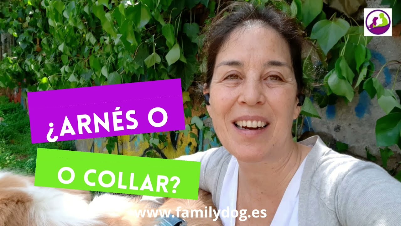 ¿Arnés o collar para nuestro perro? ventajas, desventajas y peligros... 
