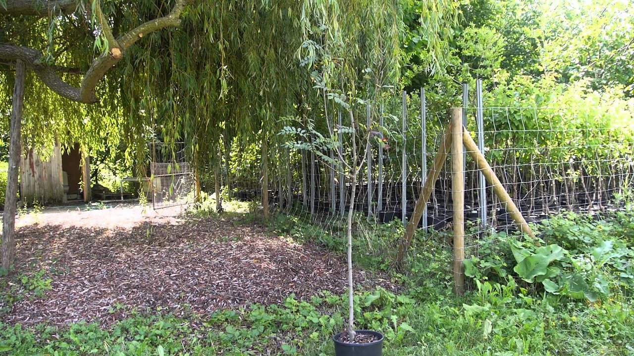 Serbal (Sorbus domestica)