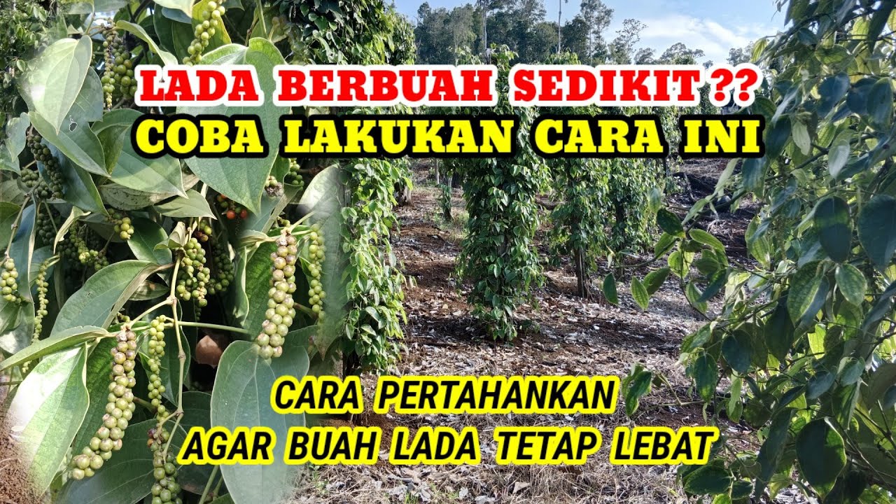 JIKA TANAMAN LADA anda BERBUAH  SEDIKIT?? COBA LAKUKAN CARA INI.