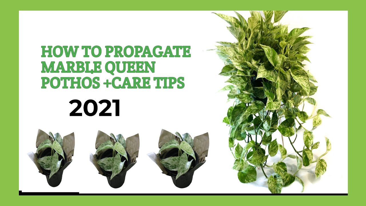 HOW TO PROPAGATE MARBLE QUEEN POTHOS 2021+CARE TIPS / PAANO MAGPADAMI NG MARBLE QUEEN POTHOS #pothos