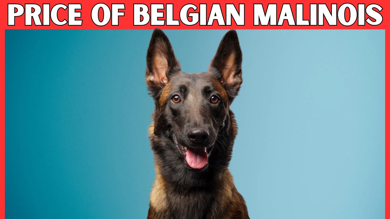 Belgian Malinois Dog Price | How Much Does a Belgian Malinois Cost?