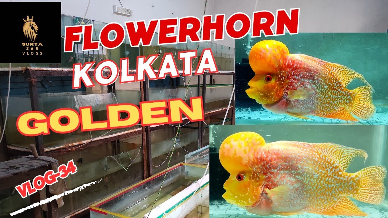 flowerhorn fish  / golden base flowerhorn Premium Quality vlog-34 #viral#video#flowerhorn