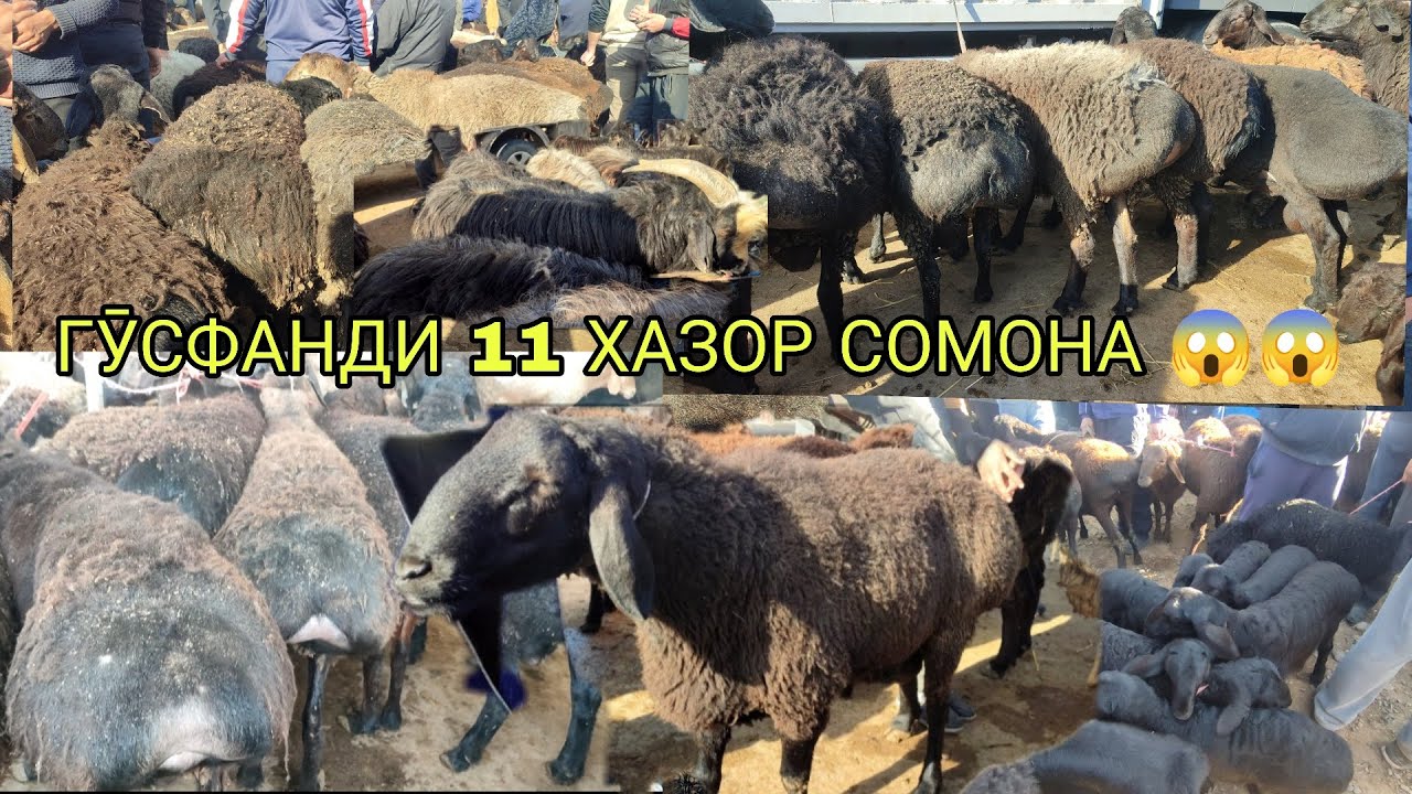 АНА ИРА ГӮСФАНД БОЗОР МЕГАН 😱👇 НАРХИ ГӮСФАНД БУЗ ТАКА
