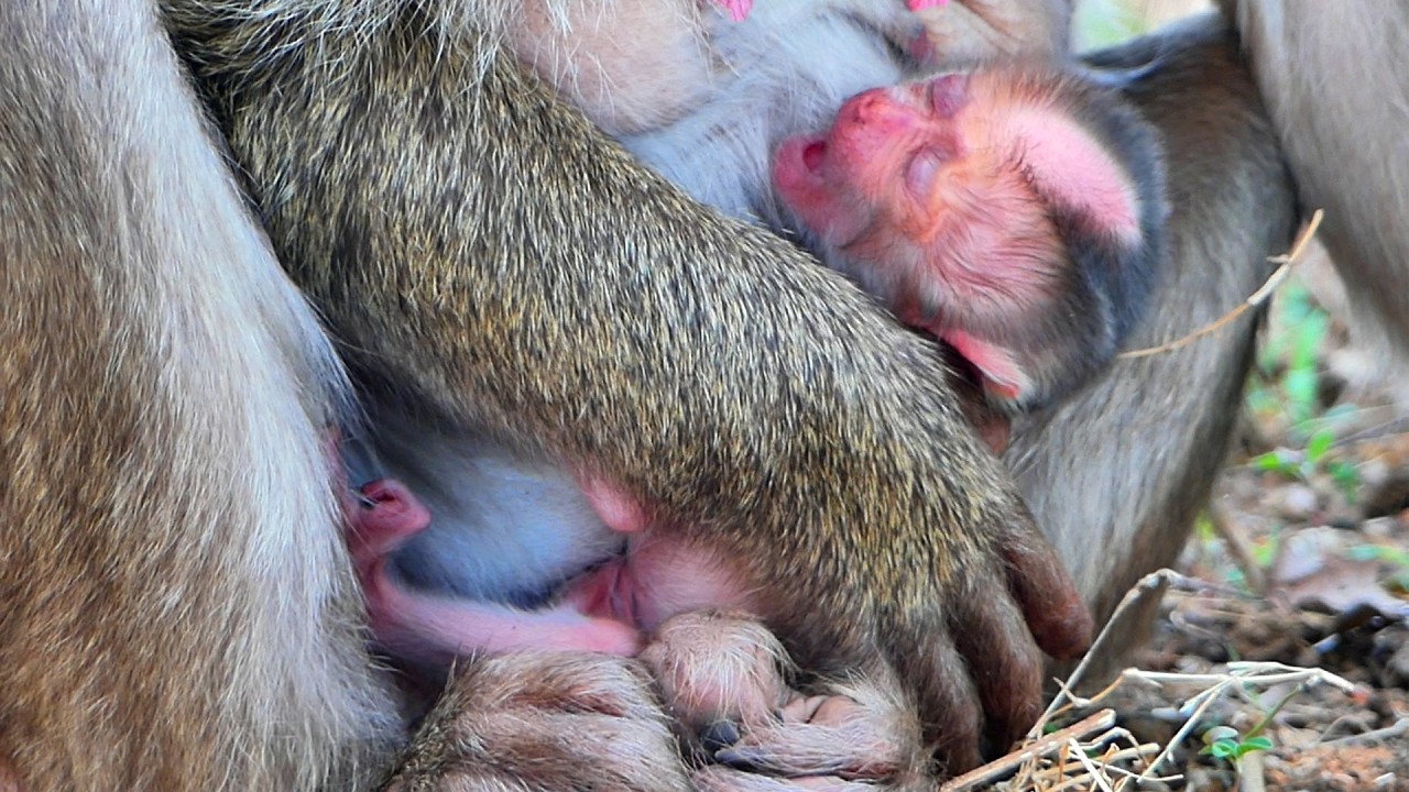Mother monkey Stephanie's premature newborn was small and soft.