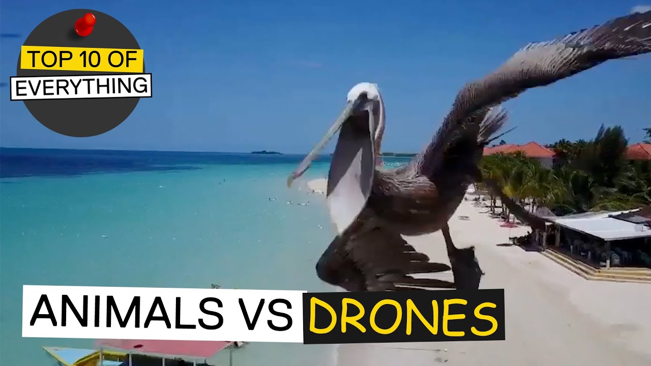 TOP 10 ANIMALS VS DRONE ENCOUNTERS
