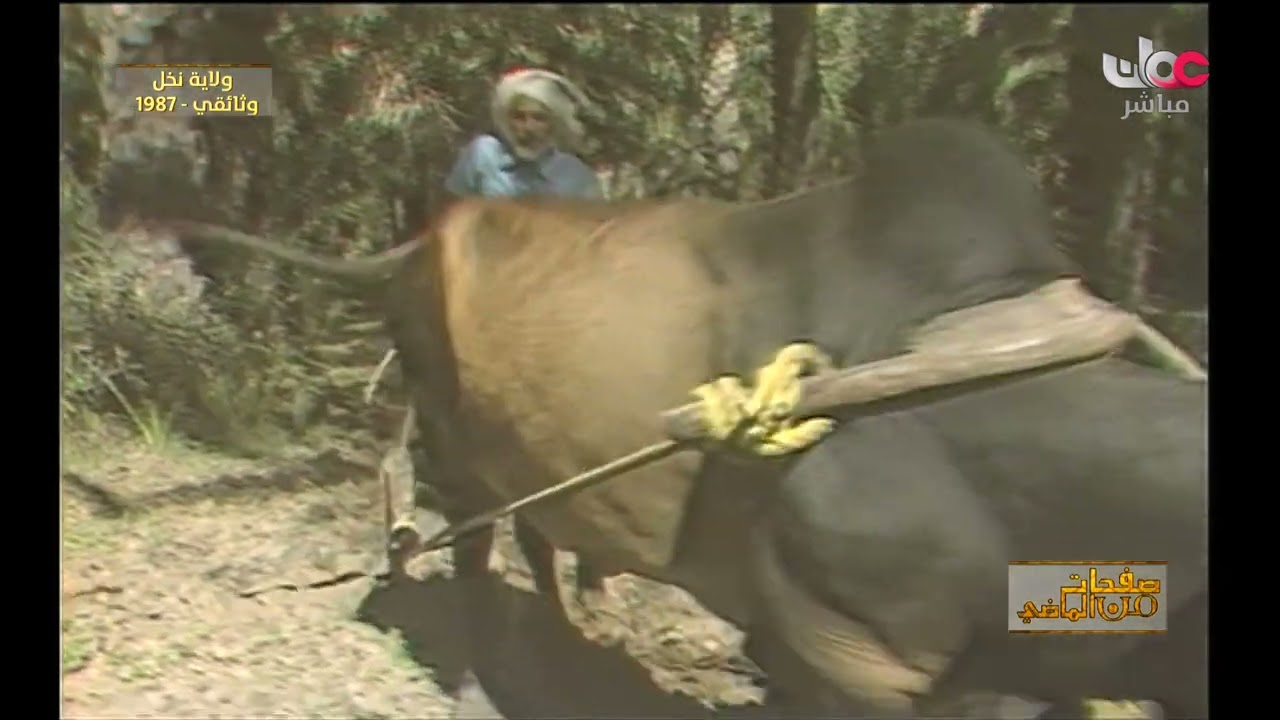 وثائقي عن ولاية نخل عام1987م