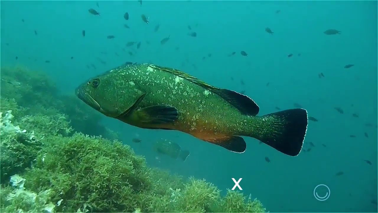 Best Scuba diving in Spain is right here!!