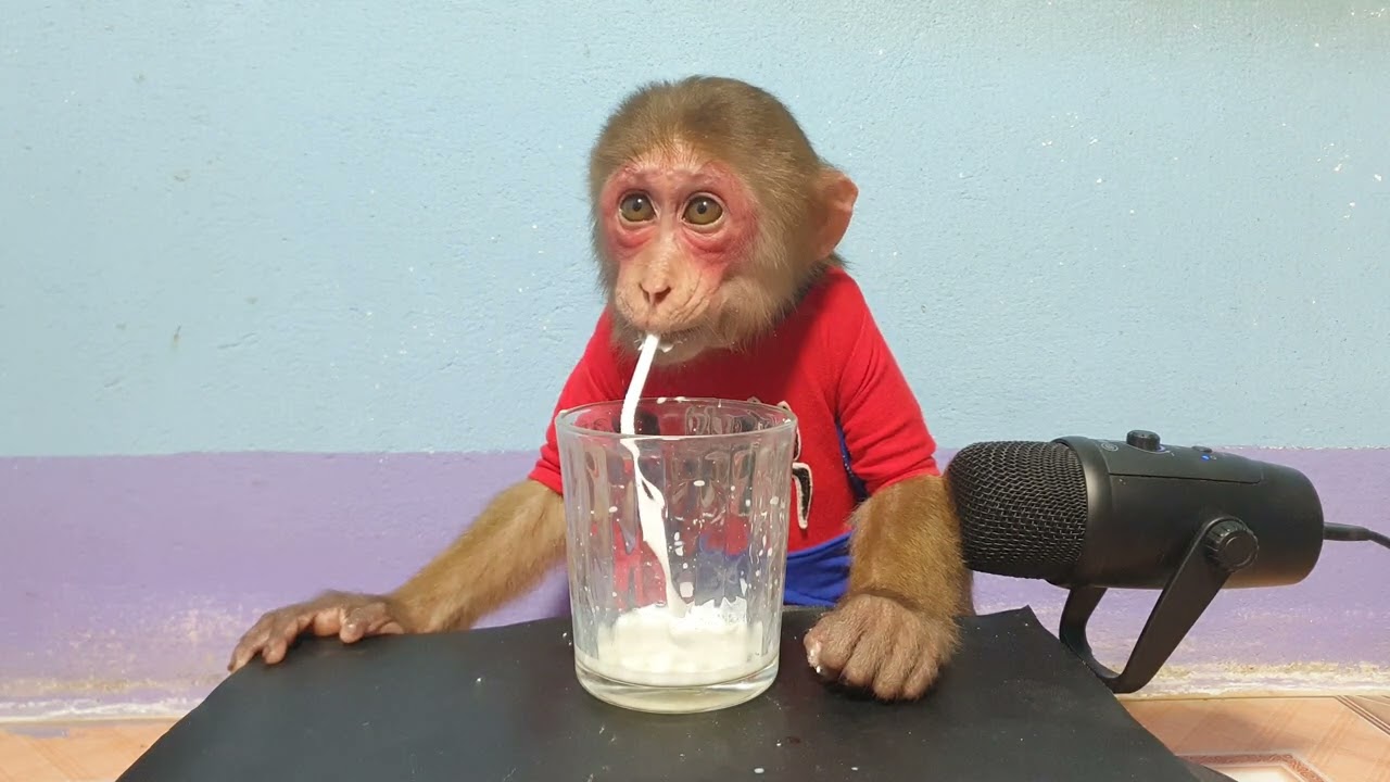 Cute And Smart Baby Monkey Drinks Milk