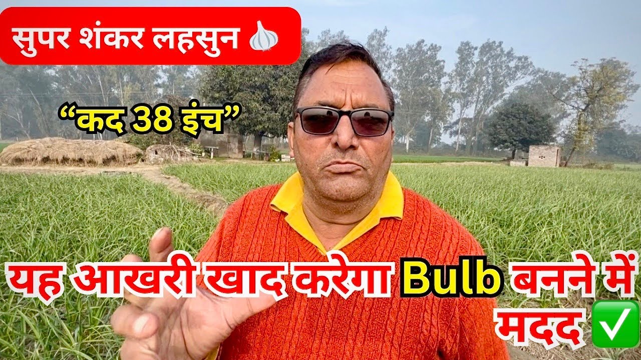 सुपर शंकर लहसुन: कद 38 इंच |आख़िरी खाद जो Bulb Size दोगुना कर दे !