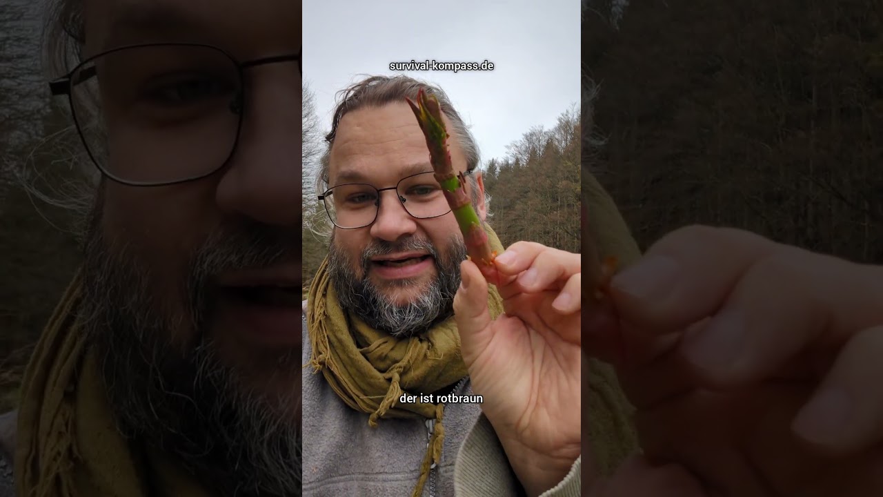 Wilder Spargel aus Asien? Staudenkn&ouml;terich entdecken!