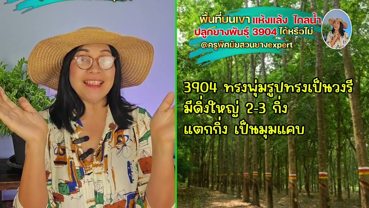 EP0264 พื้นที่บนเขา แห้งแล้ง ไกลน้ำ ปลูกพันธุ์ 3904 ได้มั้ย #ครูพิศมัยสวนยางexpert#ชาวสวนยาง#สวนยาง