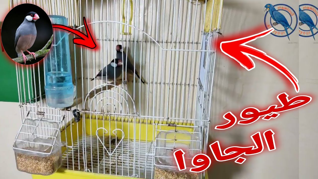 طيور الجاوا 🐦 احسن توليعة مع طيور الجاوا 🔥🐦 يا سلام 😋✌️