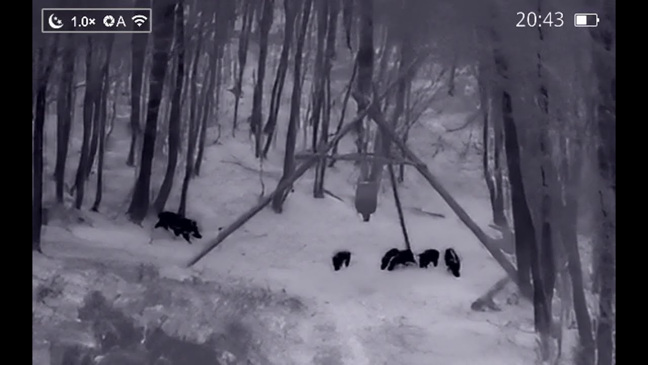 Schwarzwild Rotte an der Kirrung - Wild Boar